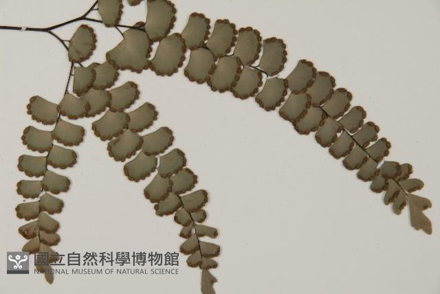 扇葉鐵線蕨藏品圖，第3張