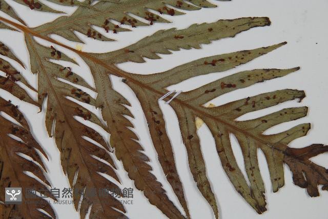 臺灣狗脊蕨藏品圖，第3張
