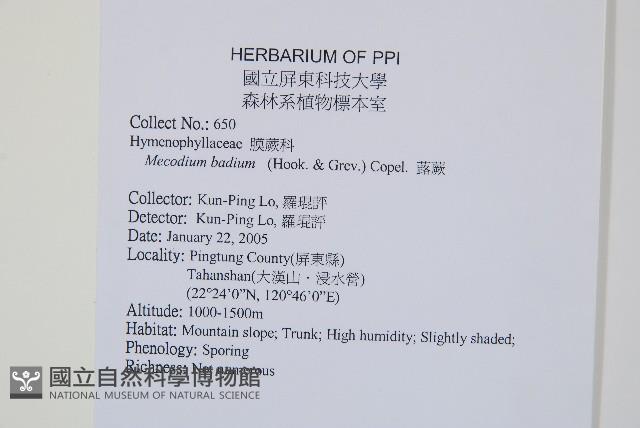 蕗蕨藏品圖，第4張