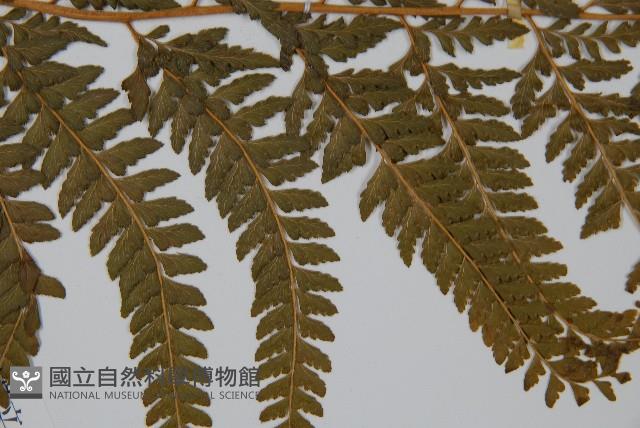 亞粗毛鱗蓋蕨藏品圖，第4張