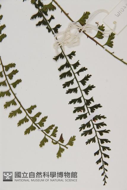 鱗柄鐵角蕨藏品圖，第4張