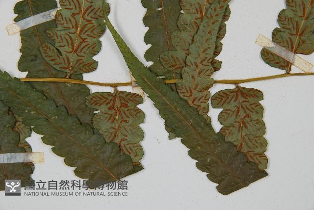 毛柄短腸蕨藏品圖，第4張