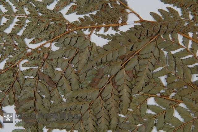 細葉複葉耳蕨藏品圖，第4張