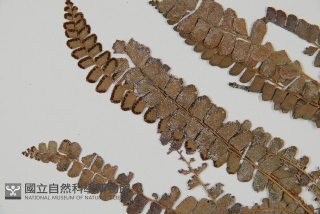 登錄號:P012608藏品圖，第4張