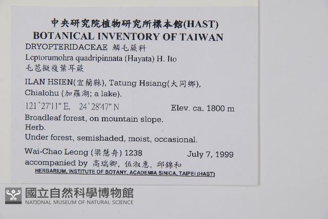 毛苞擬複葉耳蕨藏品圖，第4張