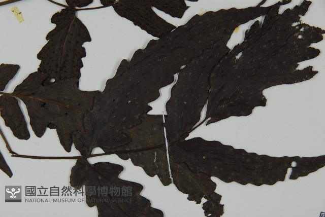 三叉蕨藏品圖，第4張