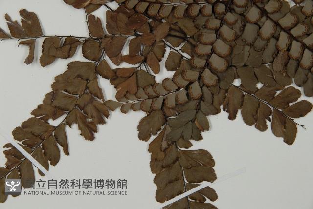 扇葉鐵線蕨藏品圖，第3張