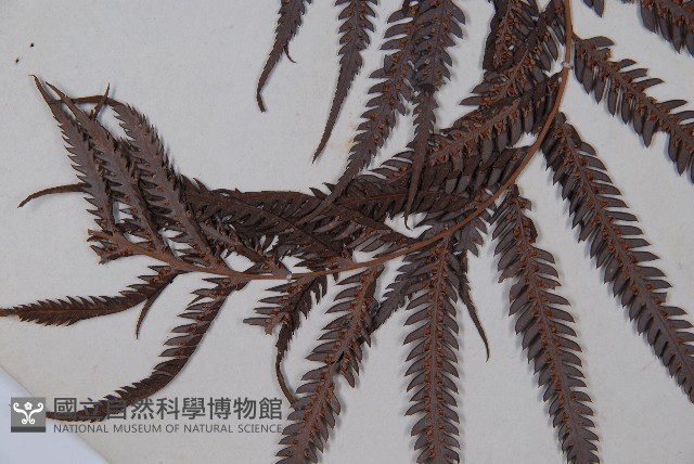 臺灣金狗毛蕨藏品圖，第3張