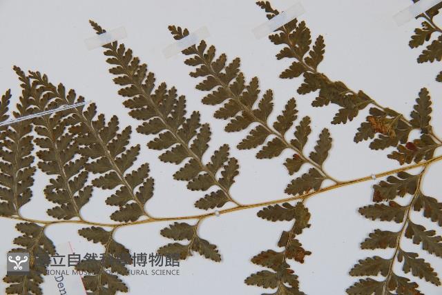 碗蕨藏品圖，第4張