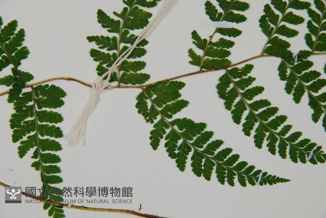 嫩鱗蓋蕨藏品圖，第4張