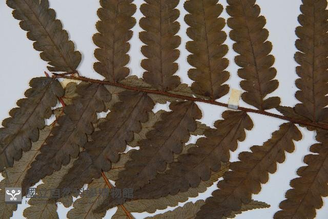 韓氏黑桫欏藏品圖，第4張