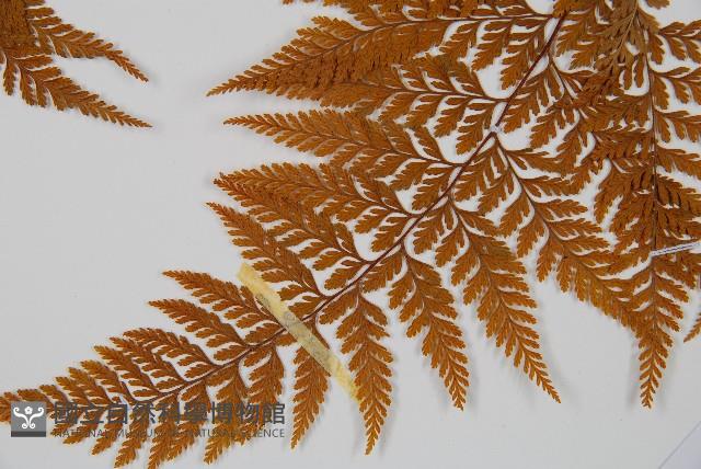 Accession Number:P001408 Collection Image, Figure 4, Total 4 Figures