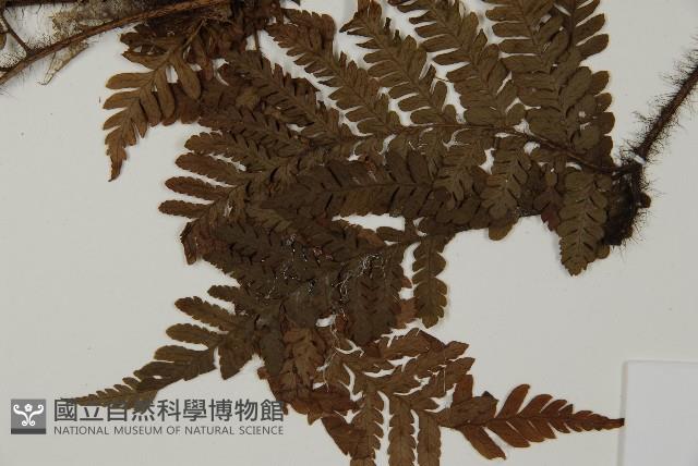 海南肋毛蕨藏品圖，第4張