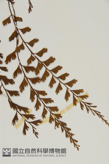 鱗柄鐵角蕨藏品圖，第4張