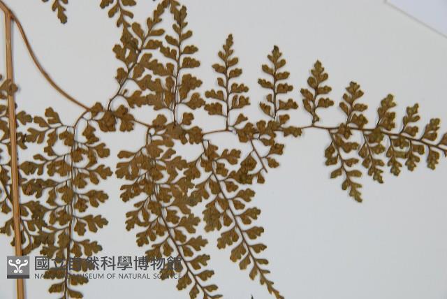彎柄假複葉耳蕨藏品圖，第4張