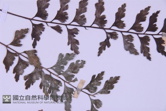 斜葉鐵角蕨藏品圖，第4張