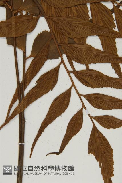 鐮葉鐵角蕨藏品圖，第4張