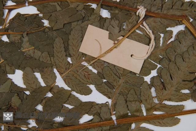 淡綠短腸蕨藏品圖，第4張