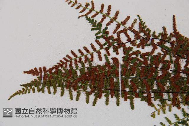 雲南鐵角蕨藏品圖，第4張