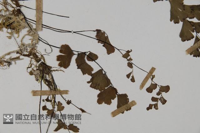 鐵線蕨藏品圖，第4張
