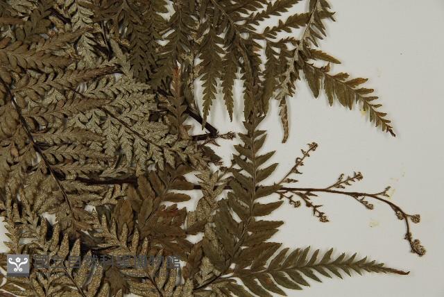 Silver fern Collection Image, Figure 4, Total 5 Figures