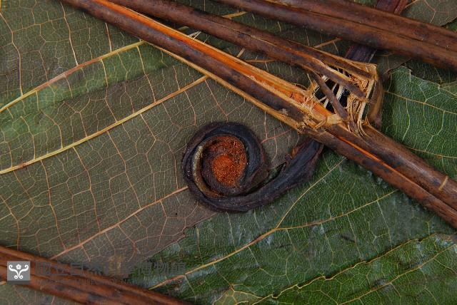 雙扇蕨藏品圖，第4張