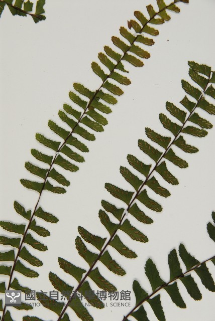 生芽鐵角蕨藏品圖，第4張