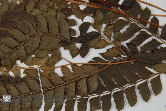 斜方複葉耳蕨藏品圖，第4張