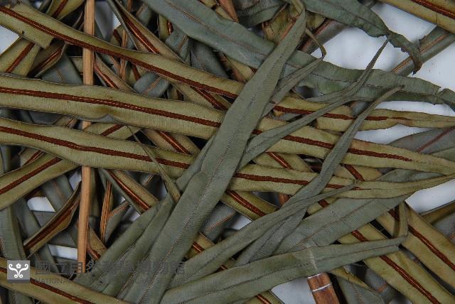 烏毛蕨藏品圖，第3張