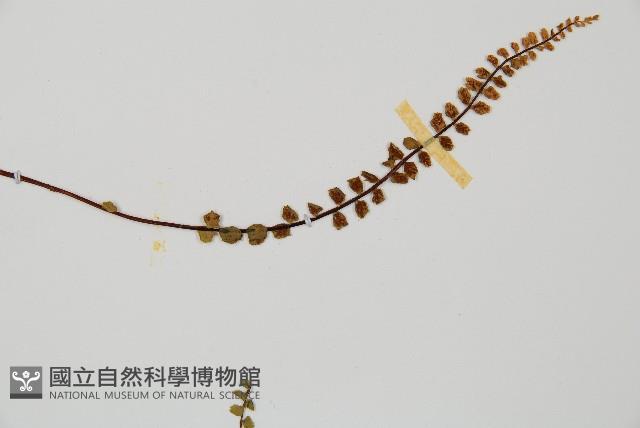 鐵角蕨藏品圖，第4張