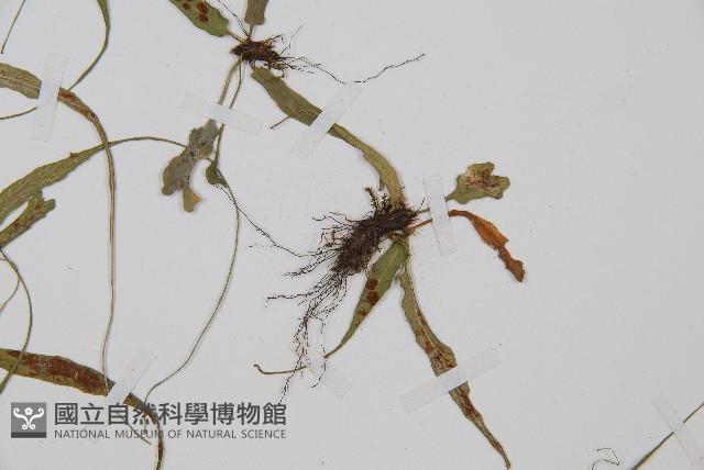 過山蕨藏品圖，第4張