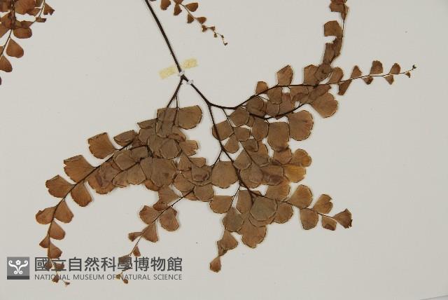 扇葉鐵線蕨藏品圖，第1張