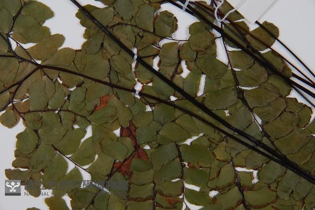 扇葉鐵線蕨藏品圖，第4張