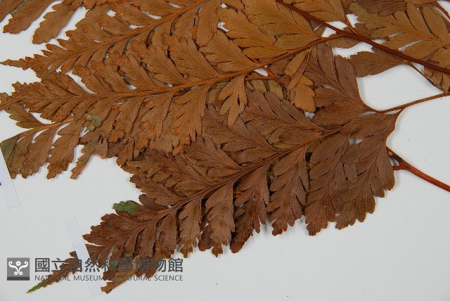 闊葉骨碎補藏品圖，第4張