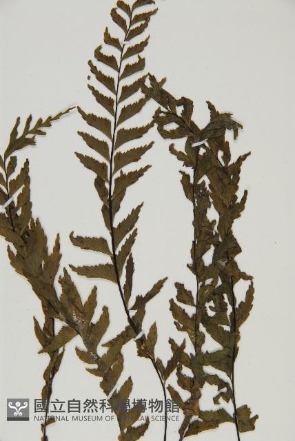 剪葉鐵角蕨藏品圖，第4張