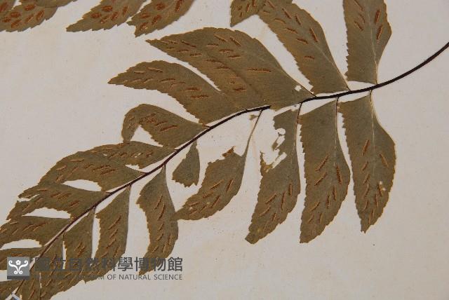 單邊鐵角蕨藏品圖，第4張