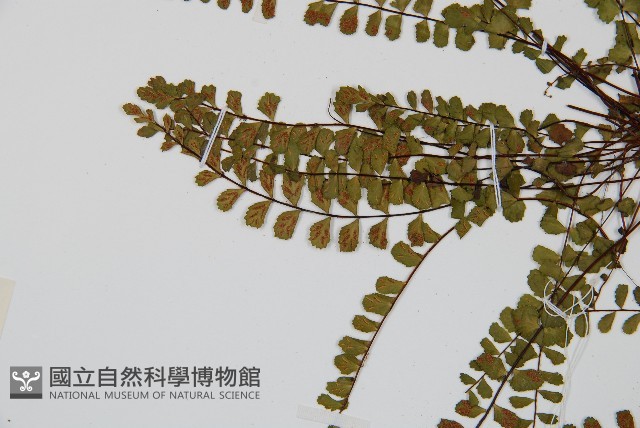 鐵角蕨藏品圖，第4張