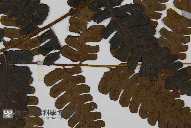 德氏雙蓋蕨藏品圖，第4張