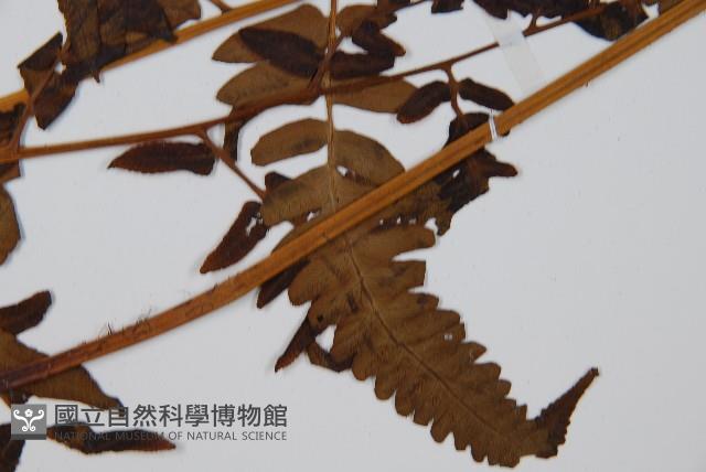 菜蕨藏品圖，第4張