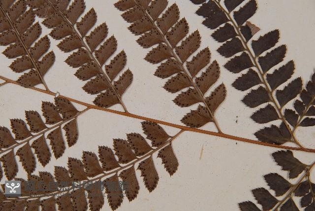 Accession Number:P007318 Collection Image, Figure 3, Total 5 Figures