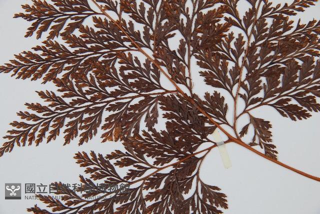 海州骨碎補藏品圖，第4張