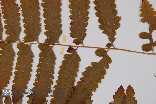 邊緣鱗蓋蕨藏品圖，第4張