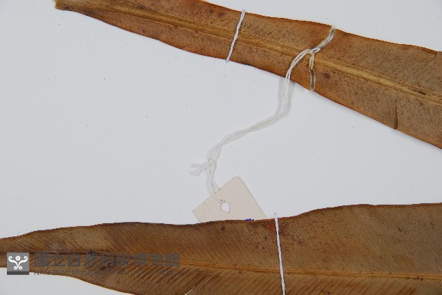 海南巢蕨藏品圖，第4張