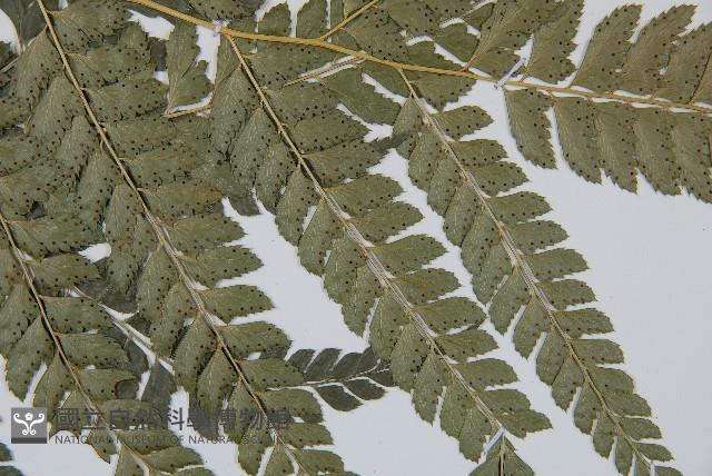 斜方複葉耳蕨藏品圖，第3張