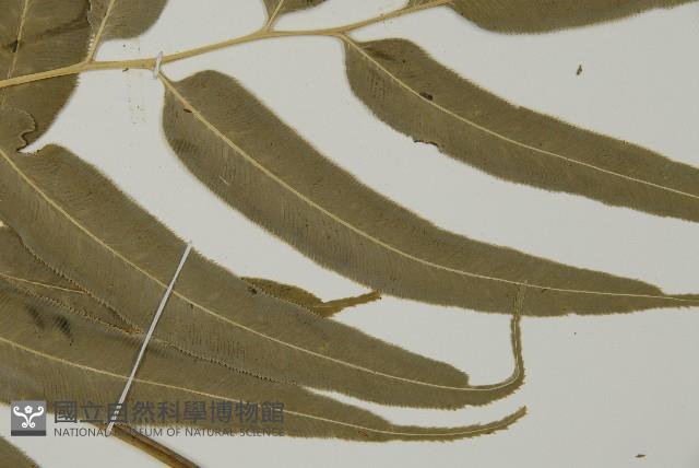 華鳳丫蕨藏品圖，第4張