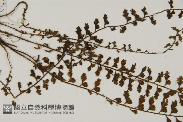 骨碎補鐵角蕨藏品圖，第4張