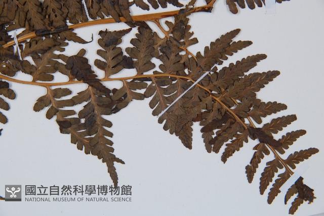 脆葉軸果蕨藏品圖，第4張
