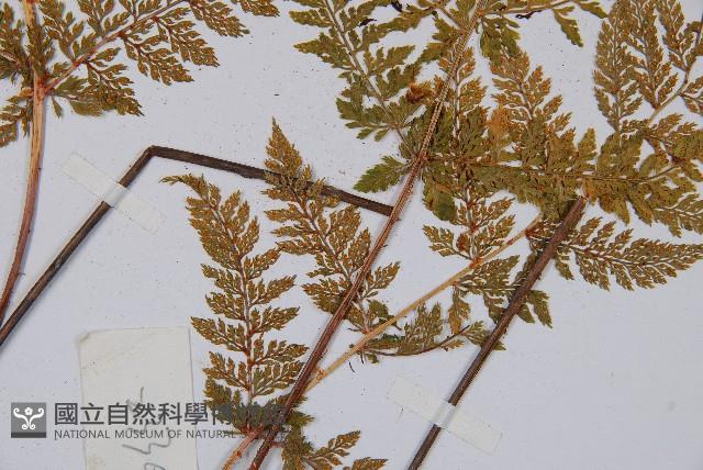 宿枝小膜蓋蕨藏品圖，第4張