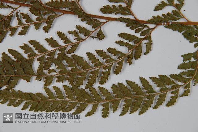 粗毛鱗蓋蕨藏品圖，第4張