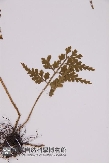 骨碎補鐵角蕨藏品圖，第4張